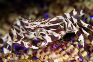 Zebrida adamsii by James Deverich 